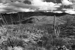 BW-desert