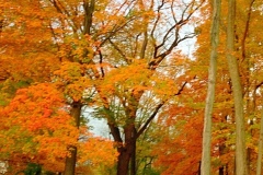Golden-fall