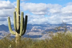 Saguaroclouds