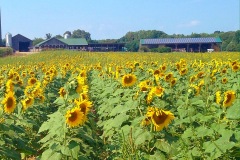 Sunflowers