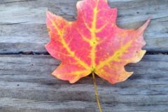 cropped-IMG_3819-scaled-2