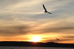 Hudson_seagulls