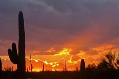 DesertSaguaro_sunset