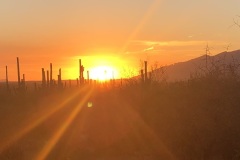 Saguaro_sunspot