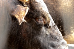 bull