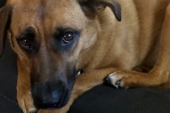 suki